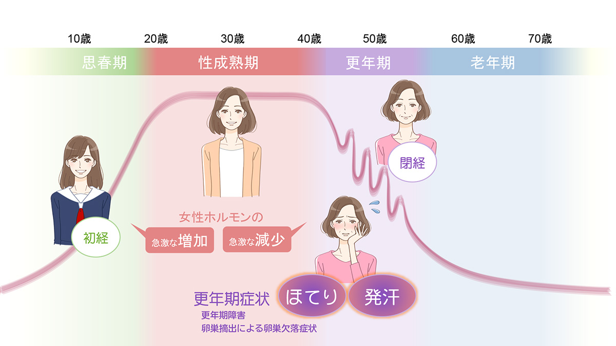 女性のホルモンの変化:イラスト